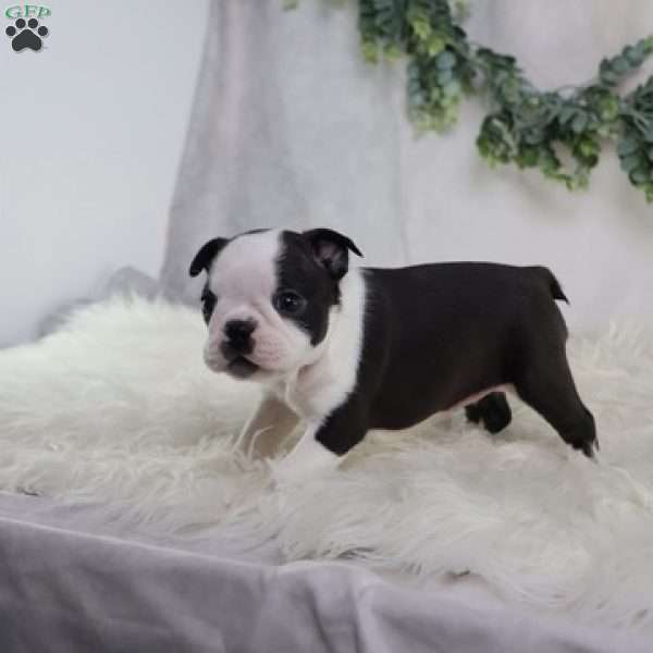Bella, Boston Terrier Puppy